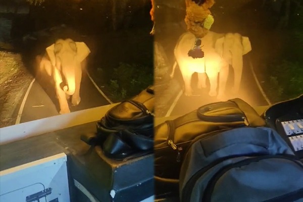 கூடலூரில் அரசு பேருந்தை தாக்க முயன்ற காட்டு யானை!