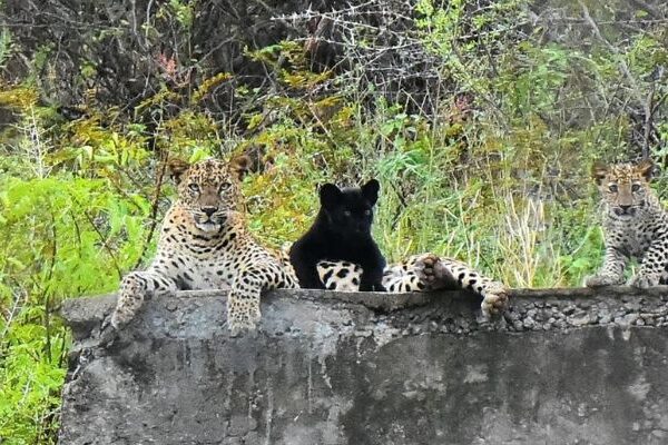 செழித்த வனம்… சுதந்திரமாக உலா வரும் சிறுத்தைகள்!