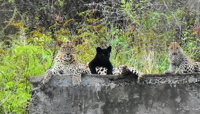 செழித்த வனம்… சுதந்திரமாக உலா வரும் சிறுத்தைகள்!
