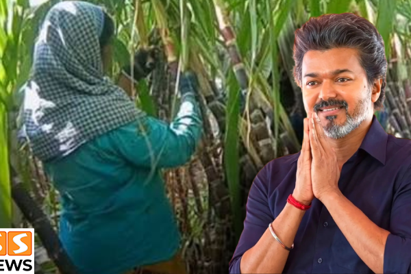 கரும்பு விவசாயிகளுக்கு ரூ.603.34 கோடி ஊக்கத்தொகை ஒதுக்கீடு.. தீபாவளிக்கு வங்கிக் கணக்கில் பணம்!