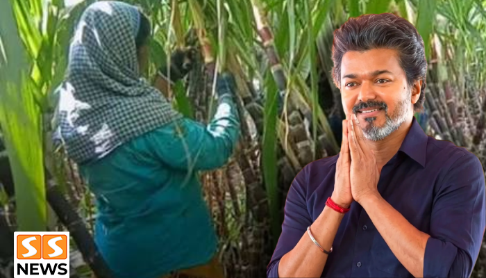 கரும்பு விவசாயிகளுக்கு ரூ.603.34 கோடி ஊக்கத்தொகை ஒதுக்கீடு.. தீபாவளிக்கு வங்கிக் கணக்கில் பணம்!