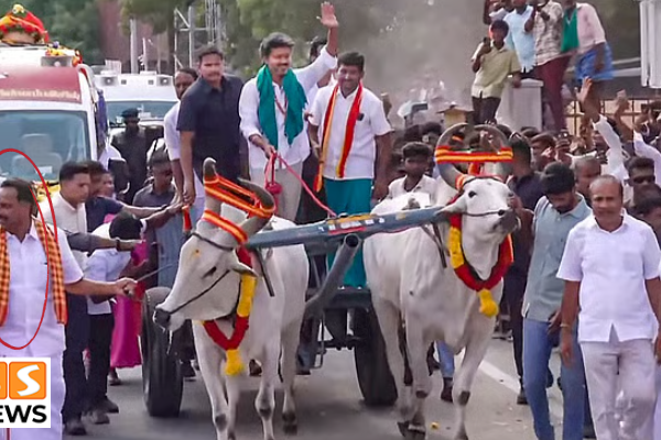 விஜய் சென்ற மாட்டு வண்டியை ஓட்டியது யார்?.. தேடப்படும் நபர் என எழுந்த சர்ச்சை – திமுக, அதிமுக கேள்வி!